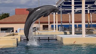 Bottlenose Dolphin Koko training session during Inside Look at SeaWorld San Antonio Nov 3 2023 [upl. by Daus]