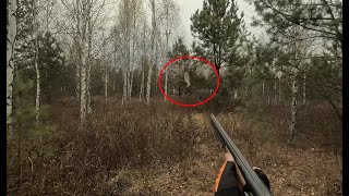 Охота на вальдшнепа с легавой 2023Pointing dog hunting [upl. by Menis]