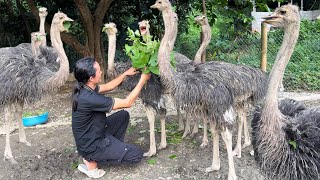 Zon rescues wildlife traders giant bird Vang Hoa [upl. by Letha]