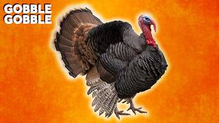 Why Do We Eat Turkey During the Holidays [upl. by Nitsug]