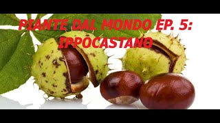 piante dal mondo ep5 Ippocastano  Aesculus hippocatanum [upl. by Enawtna461]