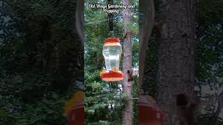 Male Rubythroated Hummingbird  Archilochus colubris [upl. by Murielle]