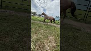 Walk trot canter on the new horse horses horse horseaddict myhorse horselife happyhorse [upl. by Norvell]