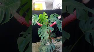 Monstera deliciosa video Coming soon monstera monsteradeliciosa [upl. by Monroe]