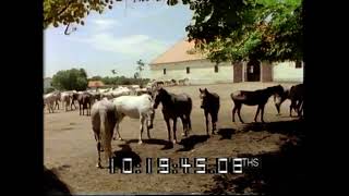 Lipizzan ponies  Yugoslavia  1990s Slovenia  Lipica Stud Farm  Wish you were here  1990 [upl. by Elbertina262]