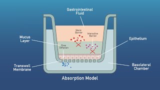 Aelius Biotech Digestion and Absorption Models [upl. by Nagy309]