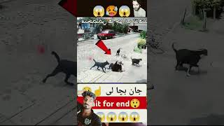 😱 dogs se Jan bcha le dog respect omg save funnysavelife [upl. by Azeria]