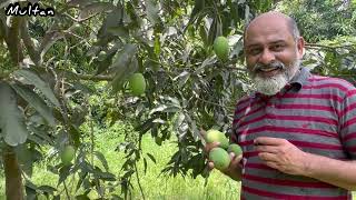 Best mangoes of the world Multan  iftikhar Ahmad usmani  ایکسپورٹ کوالٹی پاکستانی آم [upl. by Infeld502]