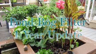 Pond Bog Filtration 1 year Update [upl. by Wendall217]