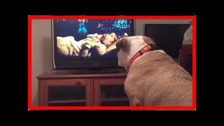 Englische Bulldogge will Mädchen in Horrorfilm retten [upl. by Asilanom]