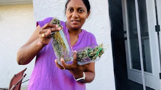 Herbs 🌿 బాగా అయ్యాయి dry herbs making కి ఇది మంచి time [upl. by Urba952]