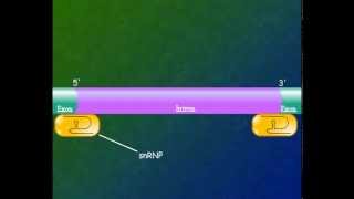 DNA TRANSCRIPTION AND MRNA SPLICING CAPPING TAILING [upl. by Palmira]