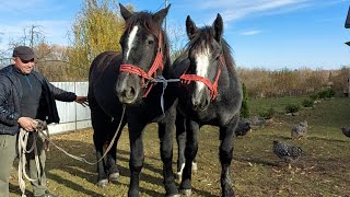 🔥PERCHERONKY🔥Дві гарні красуні🥰🌺 на Коломийщині💫💣💯 [upl. by Yrogreg345]