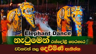 Elephant Dance Kandy Esala Perahera 2023 ❤️ දෙව්මිණි ❤️ හුරතල් දෙව්මිණි කෙල්ල😘dewmini elephant ❤🐘 [upl. by Auot]