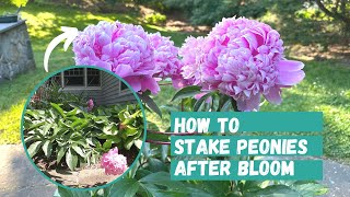 How to Stake Peonies AFTER bloom  Peony Flower  Peonies  Peony Flower Tutorial [upl. by Wyler]