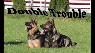 Obedience Trained Adult German Shepherd  Double Action [upl. by Dareece466]