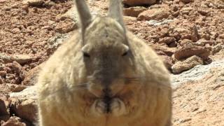 Viscacha [upl. by Lorri13]