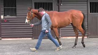 Cotai Glory ex Destinys Kitten Filly Profile Video [upl. by Hsan]