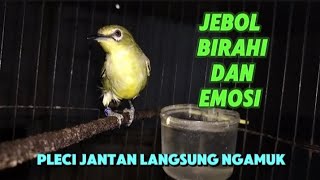 pleci betina birahi manggil jantan efektif jebol birahi pleci jantan [upl. by Allina]