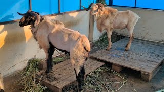 macherla baby sheep Nellore judipi Telangana sheep in barkat goat farm hyderabad [upl. by Card]