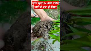 Birds Nest Fern plantका pot आज टूट गयाRepot करना पड़ाshort [upl. by Nosnarb]