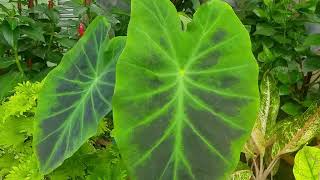 Colocasia esculenta Illustris [upl. by Jacinda480]