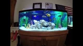 NEW 75 gallon tank a list of maintenance for keeping African Cichlids [upl. by Nnaed693]