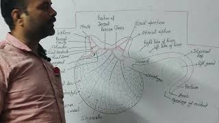 Digestive system of Herdmania  Lecture 2 [upl. by Sher]