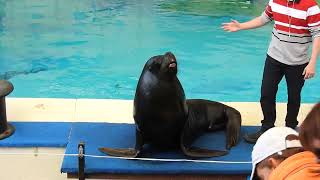 オタリアの体の説明 Description of South American Sea Lion body 2019 0516 [upl. by Vevine63]