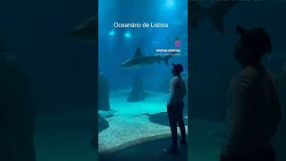 Oceanario de Lisbaoa oceanarium aquarium aquariumfish shark stingray ocean portugal lisboa [upl. by Alberic]