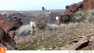 Trail Camera Mule Deer Bobcats Coyotes [upl. by Marysa]