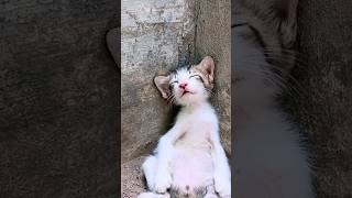 Rescue Cat Man Helps Dying Kitten and Siblings Unbelievable Outcome [upl. by Zimmermann]