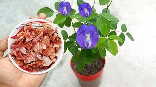 Use of onion peel for plants  Best natural fertilizer for any plants [upl. by Nahem]