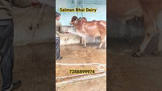 Top Quality Pure Gir cows For sale in Hyderabad Salman bhai dairy 7288899974 youtubeshorts [upl. by Itnuahsa]