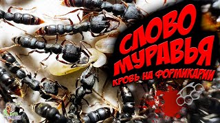 СЛОВО МУРАВЬЯ кровь на формикарии ● Stigmatomma reclinatum ● Обзор [upl. by Aneral]