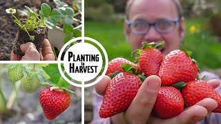 How to Grow Strawberries from Planting to Harvest 🍓🍓🍓🍓🍓 [upl. by Anevad]