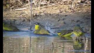 Birds at Birdlife Maltas Reserves [upl. by Streeter392]