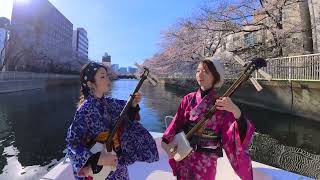 Shamisen Under The Cherry Blossoms Sakura Original Version  KiampKi 輝amp輝 津軽三味線 4K [upl. by Gleeson]