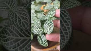 Fittonia Plant Care 101 Tips for Growing Healthy and Vibrant Fittonia Plants [upl. by Thgiled]