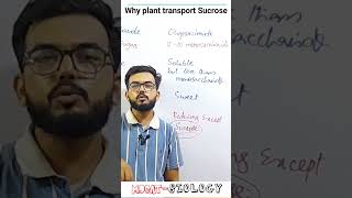 Why plant transport sucrose  MDCAT Biology [upl. by Edya]