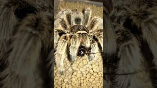 Rose hair tarantula Grammostola rosea eats cricket [upl. by Asiulana]