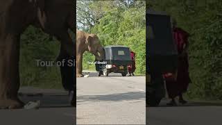 Safari driver helped the Buddhist monk on a threewheeler elephant safari threewheeler wildlife [upl. by Cheung]