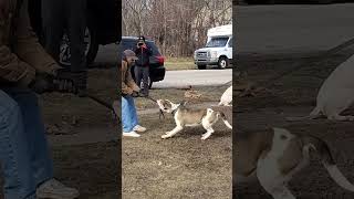 BANDOG MASTIFF SERIOUS ATTACK 😱😱🤯 TURNS ON TRAINER [upl. by Stuckey]