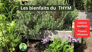 Les bienfaits du THYM🌿DIY [upl. by Alset]