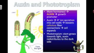 Auxins and Phototropism 2016 [upl. by Ymer762]