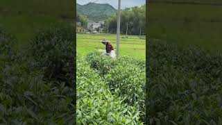 Pick tea shoots agriculture leaf tea farming farmer woman agronomy field [upl. by Michaelina]