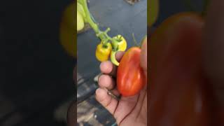 1 Mistake Most People Make when Harvesting Tomatoes 🍅tomatoes gardening amazing [upl. by Namrak318]