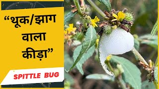 Spittlebugs Philaenus spumarius झाग वाला कीड़ा [upl. by Short]