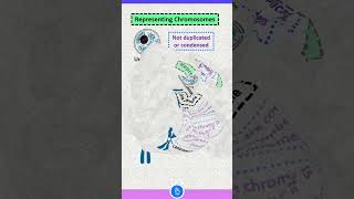 Definition of Chromatin Chromosome and Chromatid [upl. by Anomer]