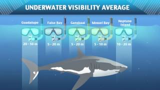 Great White Shark Cage Diving Hotspots of the World [upl. by Asserat]